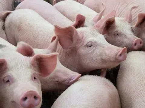 Giá heo hơi hôm nay 13/4: Phân hóa giữa ba miền