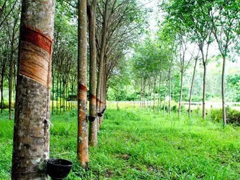 Giá cao su hôm nay 14/4/2026: Thị trường quốc tế giảm đồng loạt
