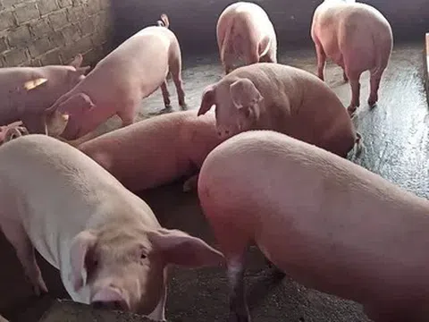 Giá heo hơi hôm nay 14/4: Toàn cảnh biến động ba miền