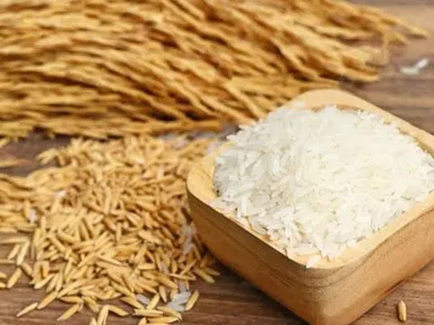 Giá lúa gạo hôm nay 14/4/2026: Giữ trạng thái đi ngang