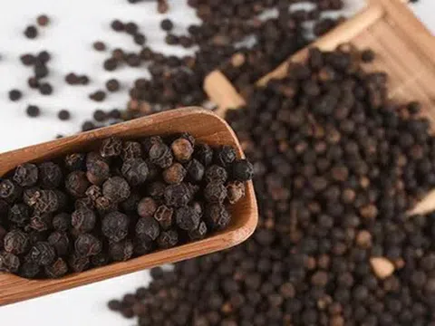 Giá tiêu hôm nay 14/4/2026: Tăng 500 – 1.000 đồng/kg