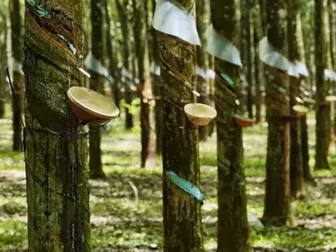 Giá cao su hôm nay 15/4/2026: Thị trường quốc tế biến động trái chiều