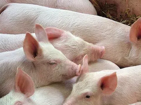 Giá heo hơi hôm nay 15/4: Tăng nhẹ ở cả ba miền