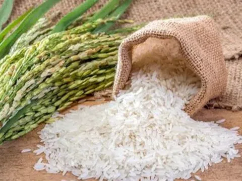 Giá lúa gạo hôm nay 15/4/2026: Giá lúa gạo ít biến động