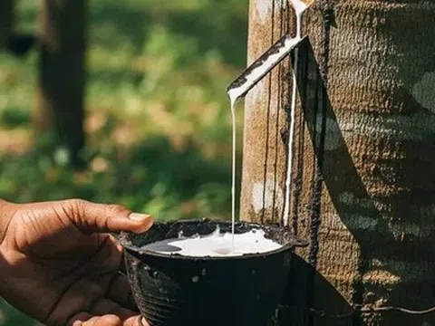 Giá cao su hôm nay 16/4/2026: Thế giới phân hóa, trong nước đi ngang