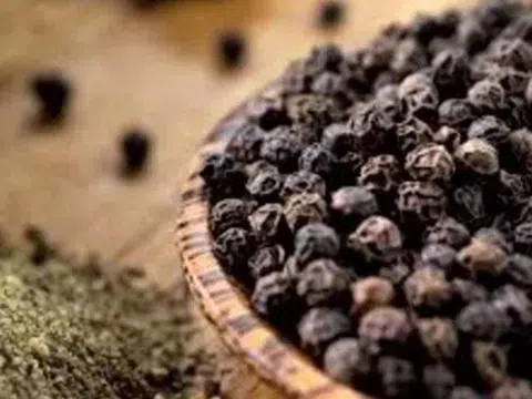 Giá tiêu hôm nay 16/4/2026: Tăng đồng loạt