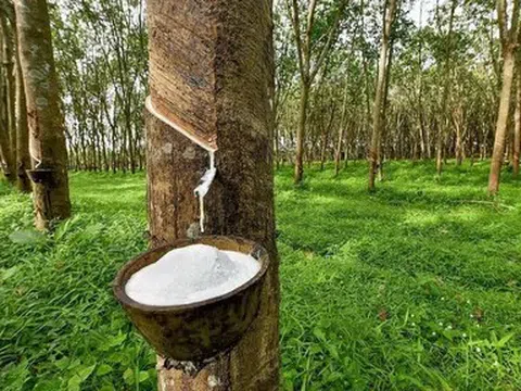 Giá cao su hôm nay 17/4/2026: Quốc tế trái chiều, trong nước đi ngang