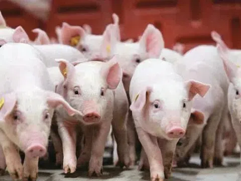 Giá heo hơi hôm nay 17/4: Ổn định toàn quốc, miền Nam giữ đỉnh