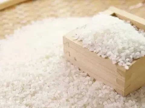 Giá lúa gạo hôm nay 17/4/2026: Tín hiệu phục hồi