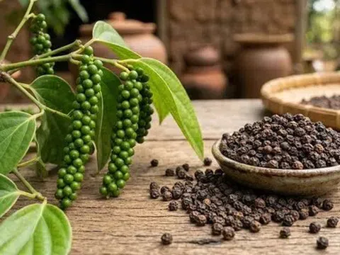 Giá tiêu hôm nay 17/4/2026: Duy trì ổn định