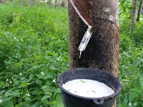 Giá cao su hôm nay 18/4/2026: Thế giới biến động, trong nước đi ngang