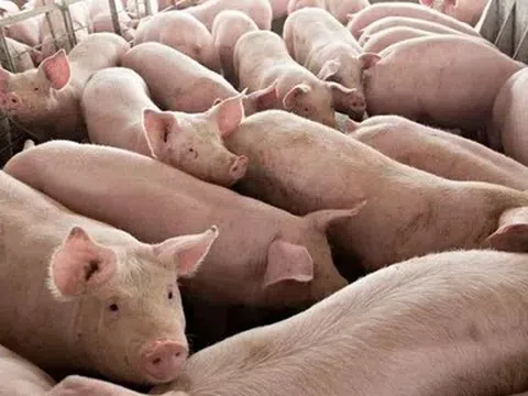 Giá heo hơi hôm nay 18/4: Biến động tăng tại miền Bắc