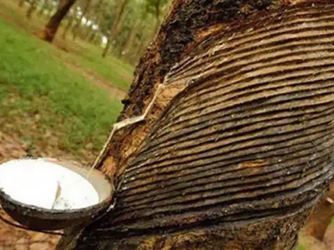 Giá cao su hôm nay 19/4/2026: Sàn châu Á đồng loạt giảm