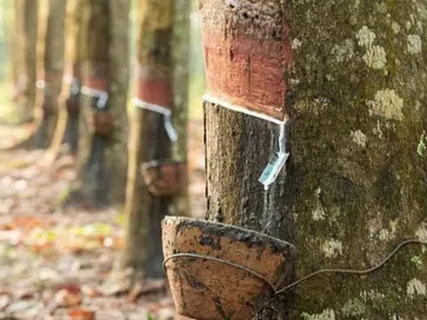 Giá cao su hôm nay 20/4/2026: Quốc tế phân hóa, trong nước ổn định