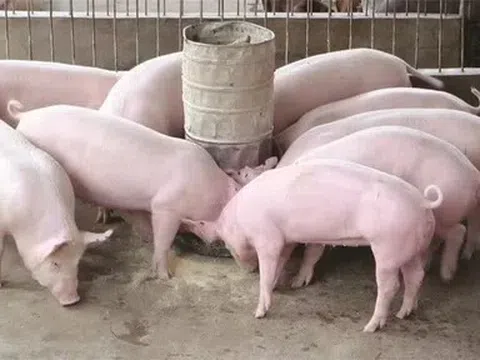 Giá heo hơi hôm nay 20/4: Miền Trung Tây Nguyên tăng nhẹ