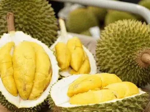 Giá sầu riêng hôm nay 19/4/2026: Thị trường đảo chiều