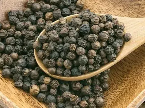 Giá tiêu hôm nay 20/4/2026: Ổn định trên toàn thị trường nội địa