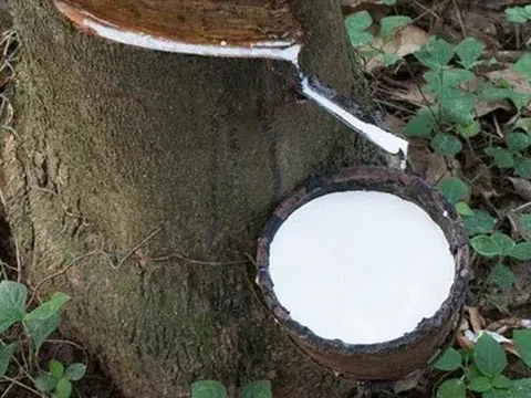 Giá cao su hôm nay 21/4/2026: Biến động trái chiều, Nhật Bản bật tăng