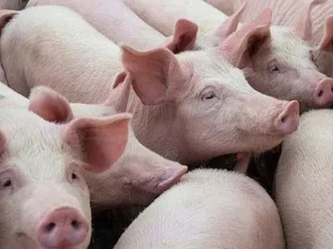 Giá heo hơi hôm nay 21/4: Toàn quốc ổn định