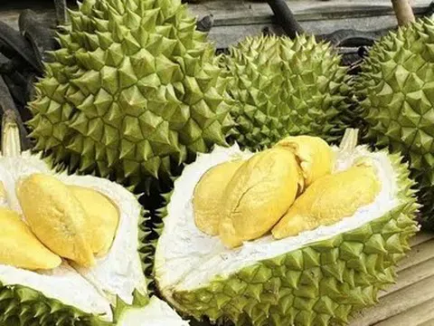 Giá sầu riêng hôm nay 20/4/2026: Đồng loạt điều chỉnh