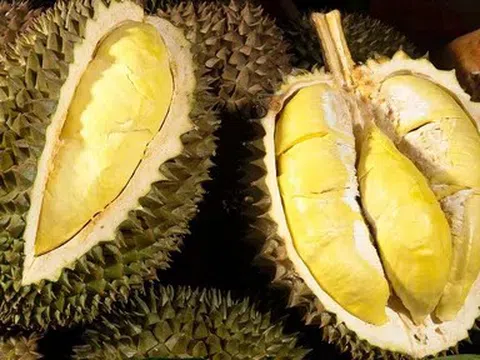 Giá sầu riêng hôm nay 21/4/2026: Thị trường nhích tăng nhẹ