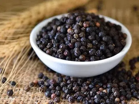 Giá tiêu hôm nay 21/4/2026: Duy trì ổn định