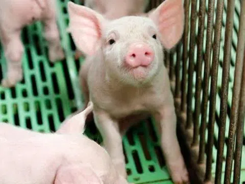 Giá heo hơi hôm nay 22/4: Toàn quốc ổn định, chờ bứt phá mới