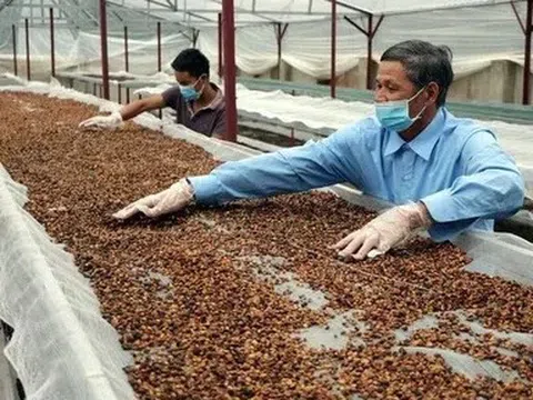 Xuất khẩu cà phê hụt nhịp khi giá giảm và nguồn cung thế giới tăng mạnh