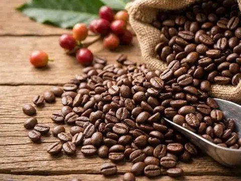 Giá cà phê hôm nay 23/4/2026: Điều chỉnh, giá cà phê trong nước giảm