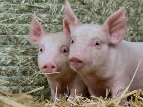 Giá heo hơi hôm nay 23/4: Miền Nam điều chỉnh tăng