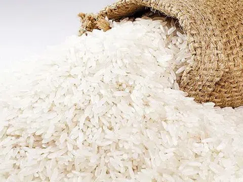 Giá lúa gạo hôm nay 23/4/2026: Gạo nguyên liệu tăng