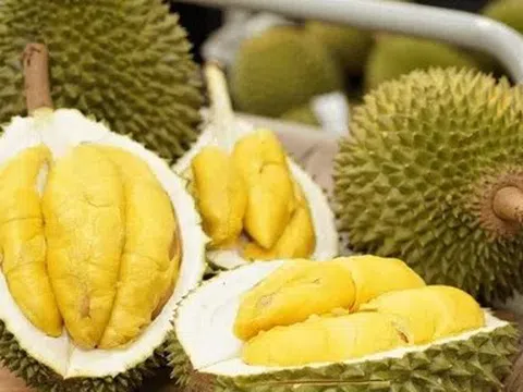 Giá sầu riêng hôm nay 23/4/2026: Thị trường tiếp tục đi xuống