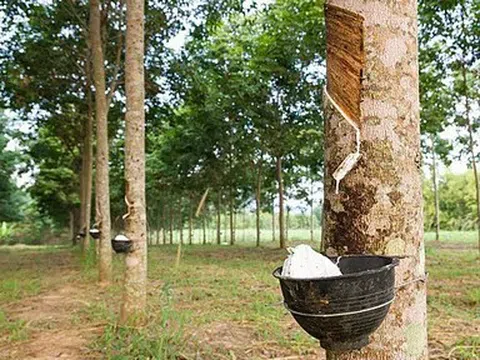 Giá cao su hôm nay 23/4/2026: Nguồn cung thắt chặt, giá cao su châu Á bật tăng