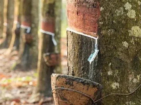 Giá cao su hôm nay 28/4/2026: Thế giới đồng loạt giảm, nhu cầu yếu