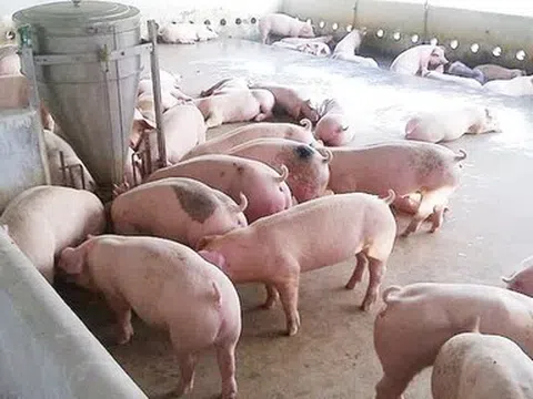 Giá heo hơi hôm nay 28/4: Nghệ An tăng nhẹ, thị trường ổn định