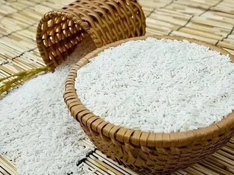 Giá lúa gạo hôm nay 28/4/2026: Giá lúa giảm, giao dịch trầm lắng