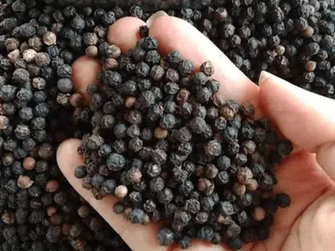 Thị trường hồ tiêu đi ngang ở vùng giá cao, cung - cầu giữ thế cân bằng