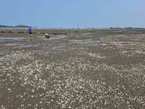 Lấy mẫu phân tích nguyên nhân ngao chết bất thường ở Hà Tĩnh