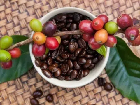 Giá cà phê hôm nay 29/4/2026: Thị trường nội địa giảm nhẹ, giá thế giới tăng