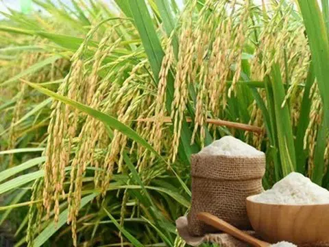 Giá lúa gạo hôm nay 29/4/2026: Ổn định, giao dịch trầm lắng