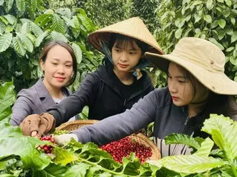 Ngày 3/5: Giá cà phê bật tăng trở lại, hồ tiêu giữ vững đỉnh cao ổn định