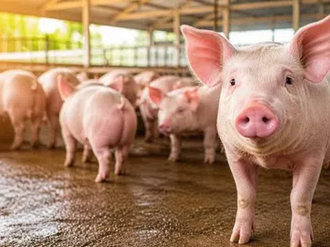 Giá heo hơi hôm nay 4/5: Đồng Nai chạm mốc 70.000 đồng/kg