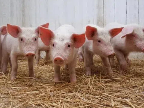 Giá heo hơi hôm nay 5/5: Biến động trái chiều tại miền Bắc và miền Nam