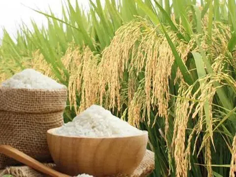 Giá lúa gạo hôm nay 5/5/2026: Giá gạo nguyên liệu tăng, giá lúa bình ổn