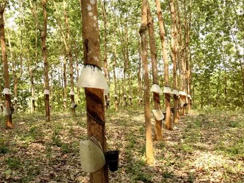 Giá cao su hôm nay 5/5/2026: Thị trường châu Á biến động trái chiều