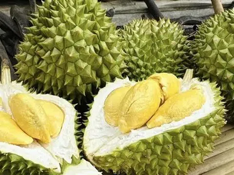 Giá sầu riêng hôm nay 5/5/2026: Thị trường ít biến động, giá bình ổn