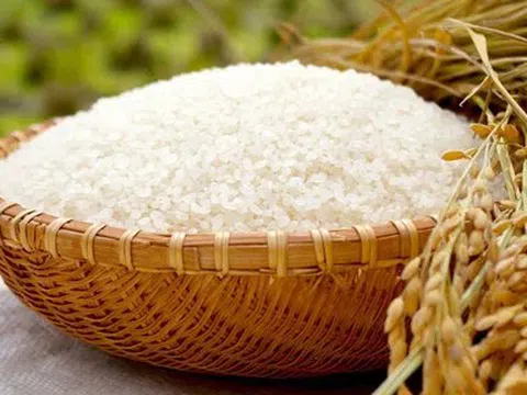 Giá lúa gạo hôm nay 7/5/2026:  Duy trì ổn định