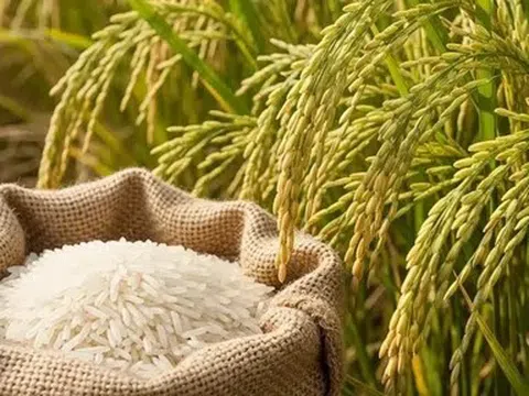 Giá lúa gạo hôm nay 8/5/2026: Toàn cảnh thị trường, xuất khẩu