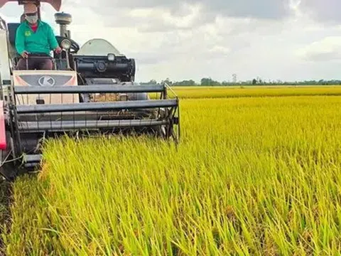 Ngày 8/5: Gạo xuất khẩu khởi sắc, nguồn lúa miền Tây dần khan hiếm