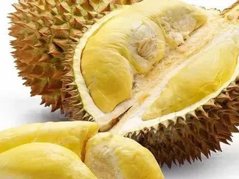 Giá sầu riêng hôm nay 11/5/2026: Thị trường ổn định, nông dân vẫn lo